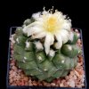 Copiapoa_esmeraldana_4